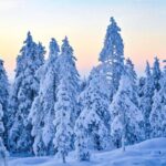 Rovaniemi: Guided Wilderness Snowmobile Ride - Why This Tour is a Good Deal