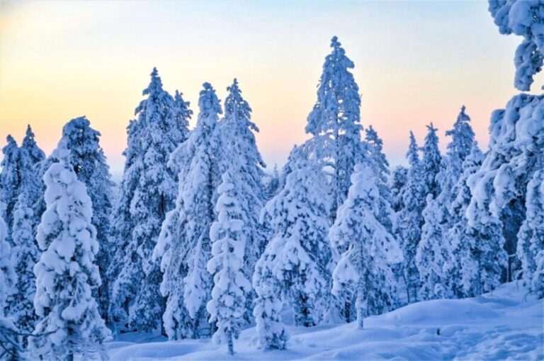 Rovaniemi: Guided Wilderness Snowmobile Ride - Why This Tour is a Good Deal