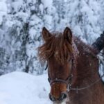 Rovaniemi: Horse-Drawn Sleigh Ride with Snacks and Transfer - Practical Details: What You Need to Know