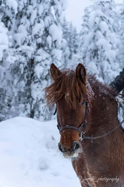 Rovaniemi: Horse-Drawn Sleigh Ride with Snacks and Transfer - Practical Details: What You Need to Know