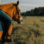 Rovaniemi: Horse Riding in Arctic Wilderness - The Sum Up