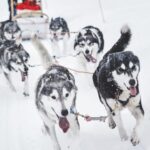 Rovaniemi: Husky and Reindeer farm with sleigh ride - Who Should Consider This Tour?