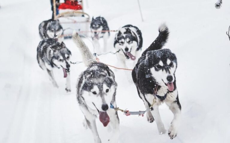 Rovaniemi: Husky and Reindeer farm with sleigh ride - Who Should Consider This Tour?