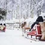 Rovaniemi: Husky Farm and Reindeer Experience - What the Tour Means for You