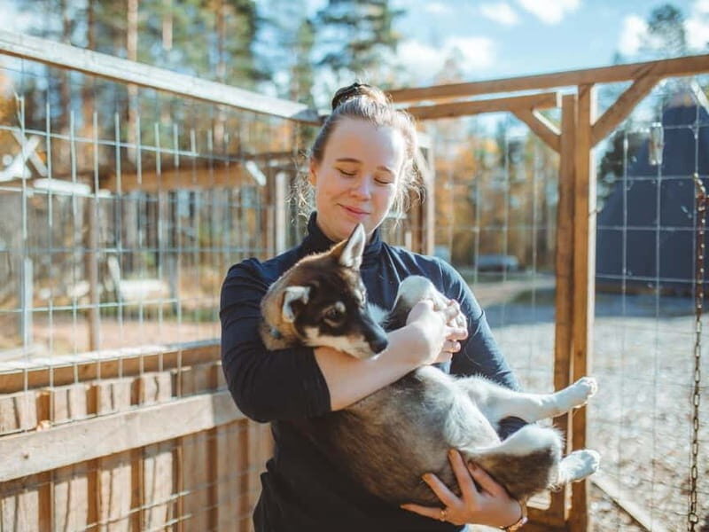 Rovaniemi: Husky Farm Visit - An In-Depth Look at the Husky Farm Visit