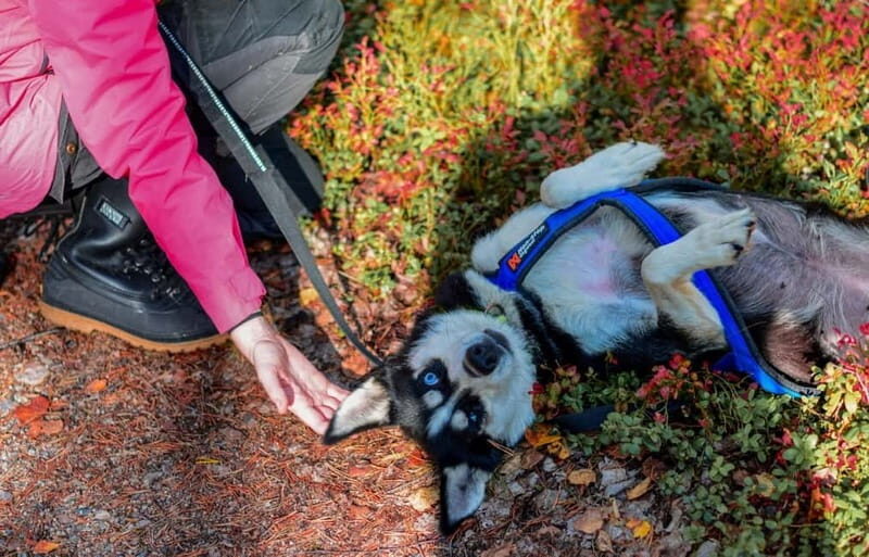 Rovaniemi: Husky Safari & Campfire BBQ  610 km SelfDrive - Real Experiences from Participants