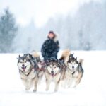 Rovaniemi: Husky Safari on a Snowy Trail - Who Is This Tour Best For?