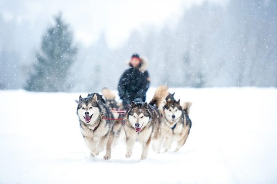 Rovaniemi: Husky Safari on a Snowy Trail - Who Is This Tour Best For?