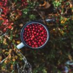 Rovaniemi: Insider Berry and Mushroom Picking & Pancakes - The Forest Walk: What to Expect