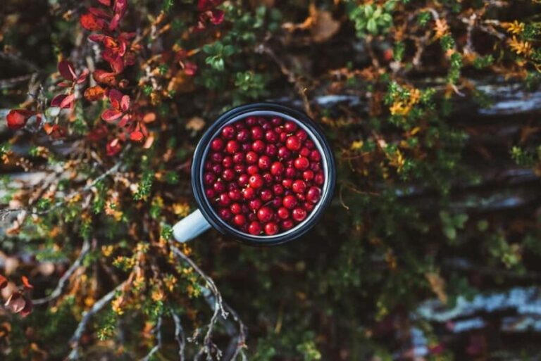 Rovaniemi: Insider Berry and Mushroom Picking & Pancakes - The Forest Walk: What to Expect