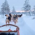 Rovaniemi: Lapland Wilderness Husky Safari 7,5 km - What We Loved About This Tour