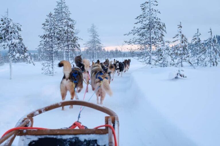 Rovaniemi: Lapland Wilderness Husky Safari 7,5 km - What We Loved About This Tour