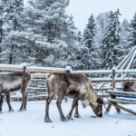 Rovaniemi: Local Reindeer Farm Visit with Sleigh Ride - The Itinerary in Detail