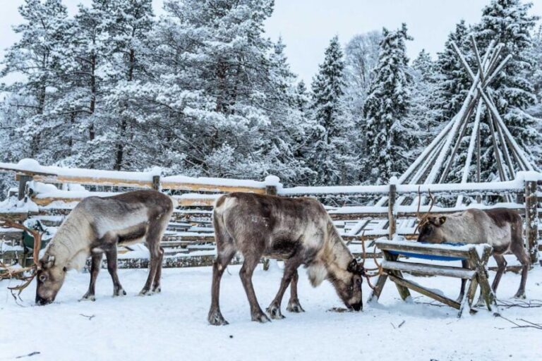 Rovaniemi: Local Reindeer Farm Visit with Sleigh Ride - The Itinerary in Detail