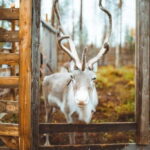Rovaniemi: Meet and Feed Reindeer - The Logistics and Practicalities