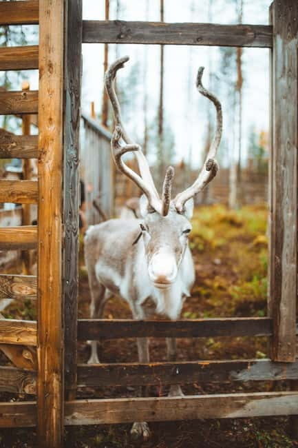 Rovaniemi: Meet and Feed Reindeer - The Logistics and Practicalities