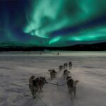 Rovaniemi: Northern Lights and Husky Sleigh Ride - The Value of the Experience
