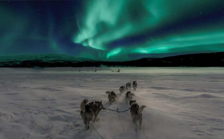 Rovaniemi: Northern Lights and Husky Sleigh Ride - The Value of the Experience