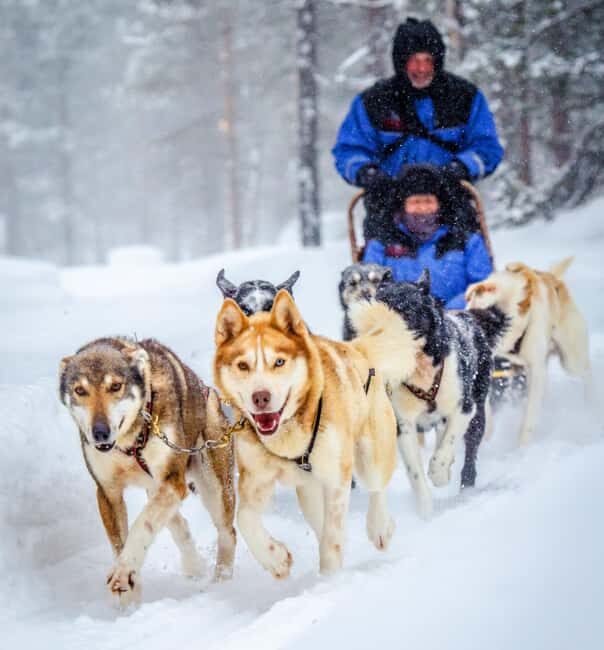 Rovaniemi: One Hour Husky Adventure - Authenticity and Experience Quality