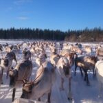 Rovaniemi: Private reindeer farm visit & culture experience - Key Points