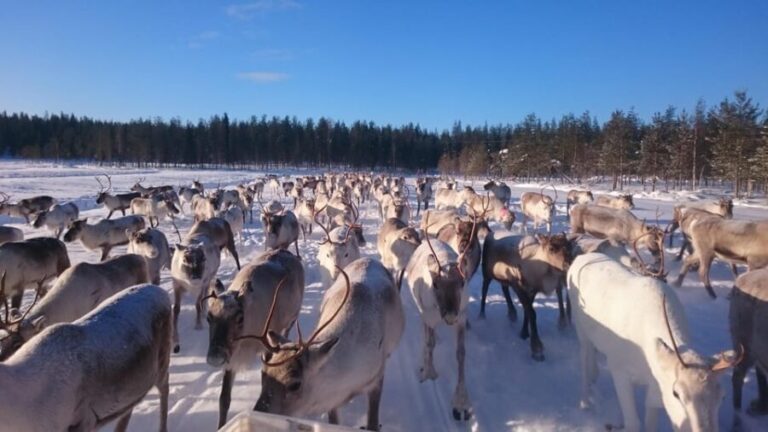 Rovaniemi: Private reindeer farm visit & culture experience - Key Points