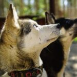 Rovaniemi: Quad Bike Safari, Reindeer & Husky Farm Visit - Who Is This Tour Best For?