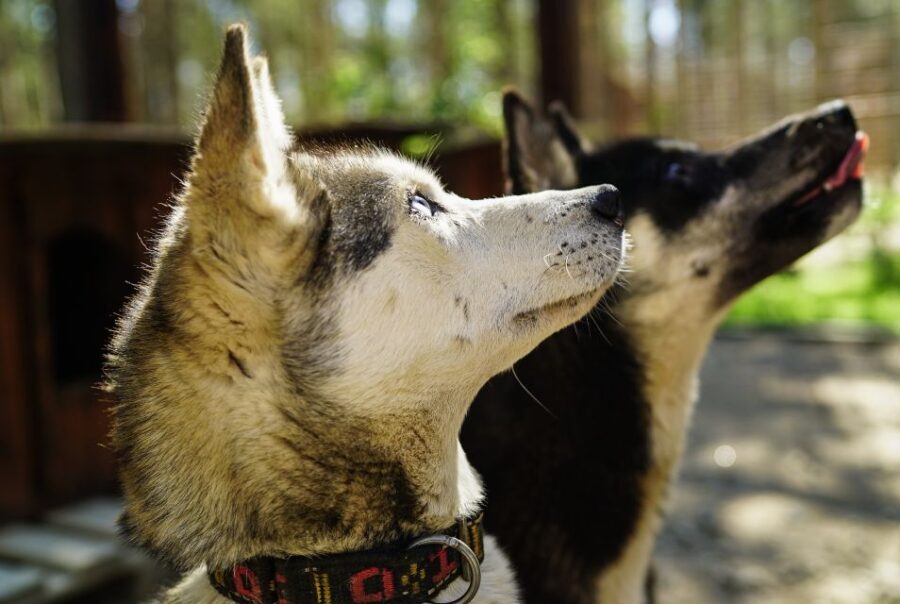 Rovaniemi: Quad Bike Safari, Reindeer & Husky Farm Visit - Who Is This Tour Best For?