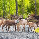 Rovaniemi: Quad Bike Wilderness Safari - What to Expect from the Quad Bike Wilderness Safari