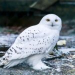 Rovaniemi: Ranua Wildlife Park Day Trip - Wildlife and Conservation Focus