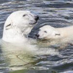 Rovaniemi: Ranua Zoo Visit with Lunch - Who Should Consider This Tour?