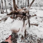 Rovaniemi: Reindeer Experience with Sleigh Ride - Meeting the Reindeer & Learning from Herder