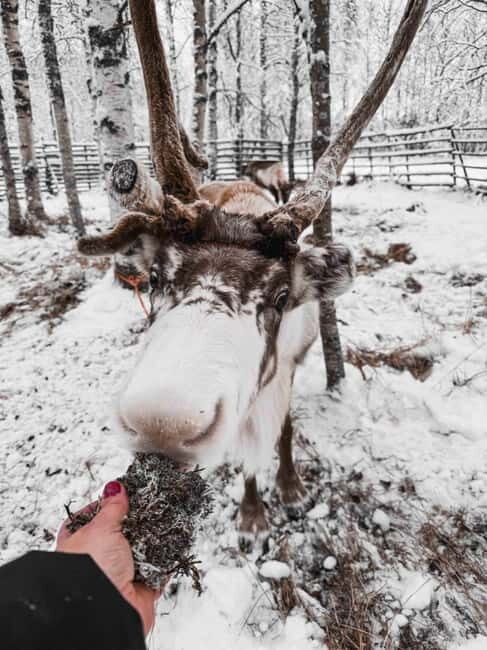 Rovaniemi: Reindeer Experience with Sleigh Ride - Meeting the Reindeer & Learning from Herder