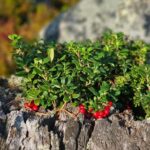 Rovaniemi: Reindeer Farm, Berry Picking, and Fire-Making - Exploring the Tour in Detail