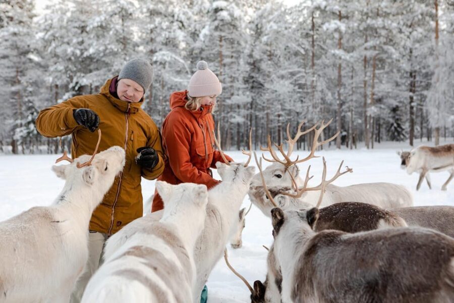 Rovaniemi: Reindeer Farm Visit and Sleigh Ride with transfer - What Makes This Tour Stand Out?