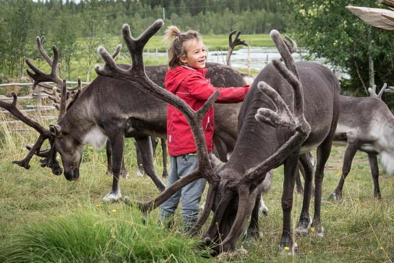 Rovaniemi: Reindeer Farm Visit at Autumn - Learning About the Lappish Lifestyle