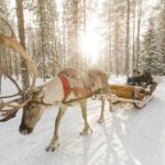Rovaniemi: Reindeer, Huskies, Santa's Pets & Aurora Hunt - Who Is This Tour Best For?