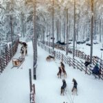 Rovaniemi: Reindeer & Husky Ride with Santa Claus Village - Final Thoughts