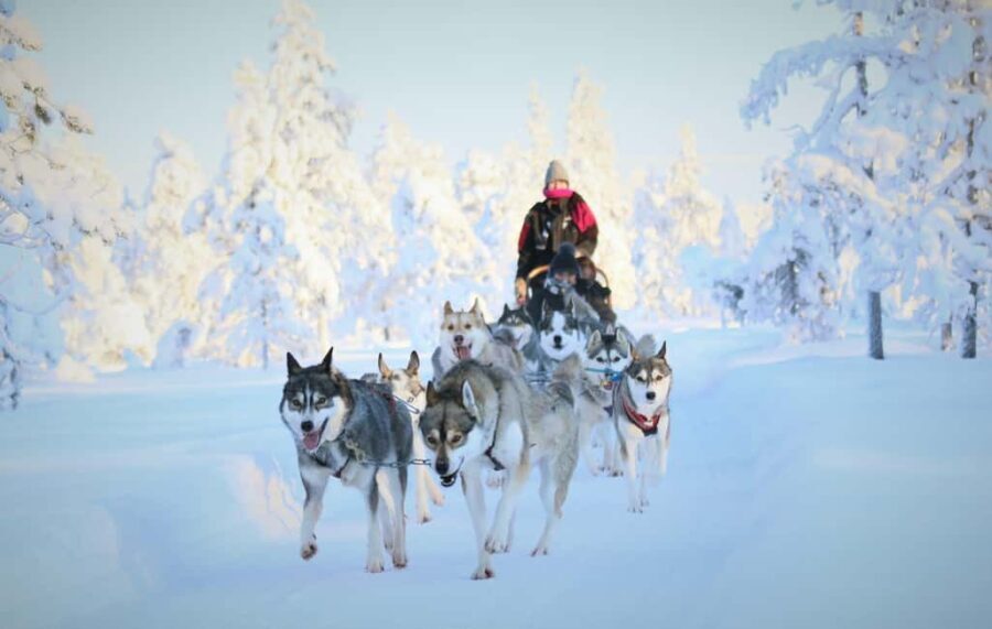 Rovaniemi: Reindeer & Husky Safari with Lunch - Lunch Break: Savoring Lapland’s Flavors