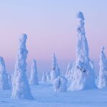 Rovaniemi: Riisitunturi Full-Day Wilderness Adventure & BBQ - Final Thoughts