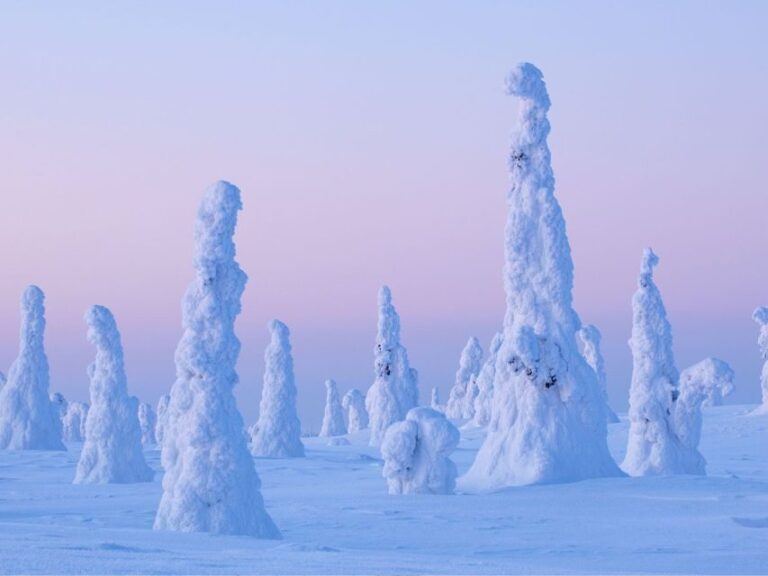 Rovaniemi: Riisitunturi Full-Day Wilderness Adventure & BBQ - Final Thoughts