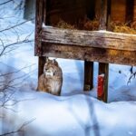 Rovaniemi: Santa Claus Village, Zoo, and Waterfalls Tour - An In-Depth Look at the Tour Experience