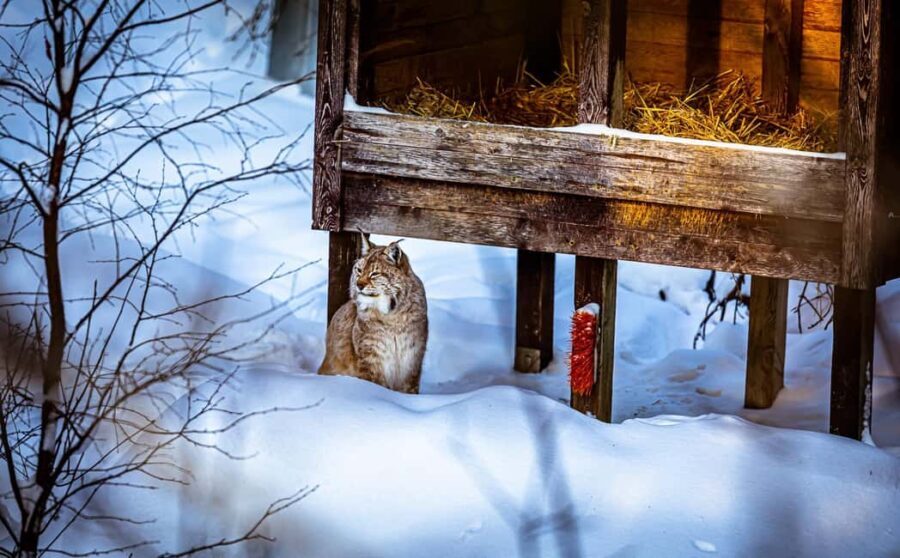 Rovaniemi: Santa Claus Village, Zoo, and Waterfalls Tour - An In-Depth Look at the Tour Experience