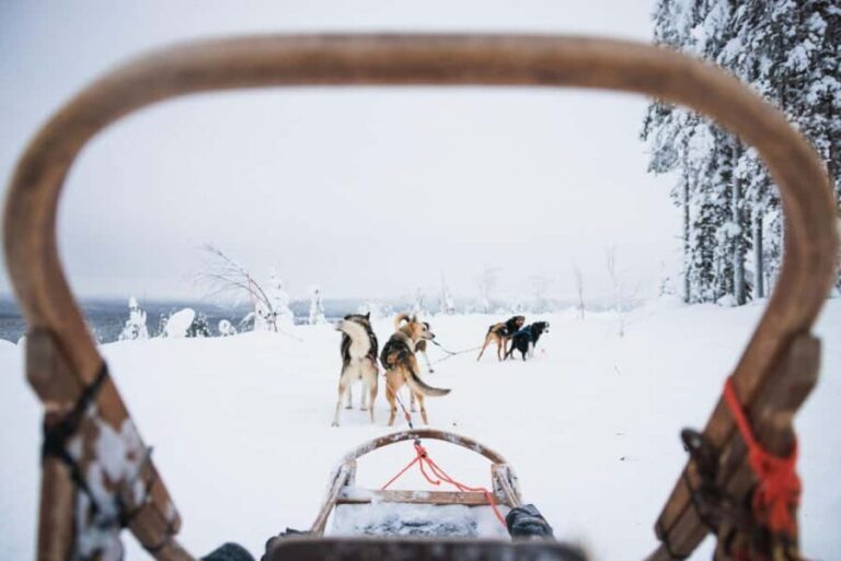 Rovaniemi: Self-Driving Husky Tour 7-kilometers - Who Should Consider This Tour?