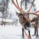 Rovaniemi: Snowmobile Tour and Reindeer Experience - Overall Value: Why This Tour Stands Out