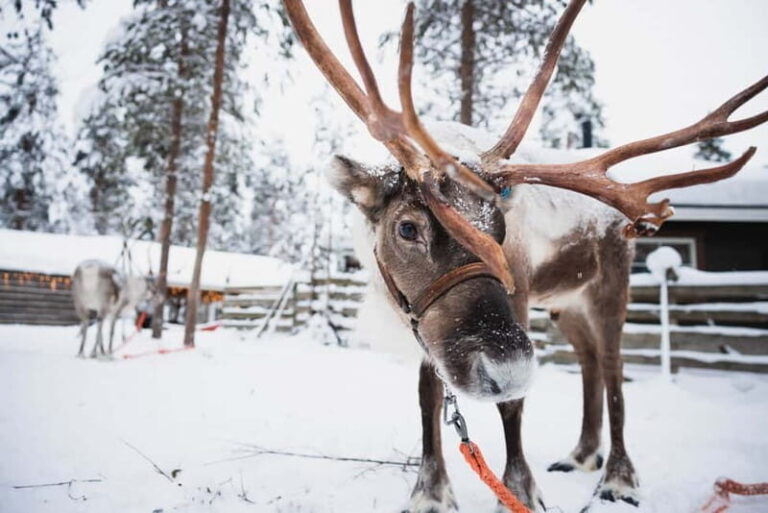 Rovaniemi: Snowmobile Tour and Reindeer Experience - Overall Value: Why This Tour Stands Out