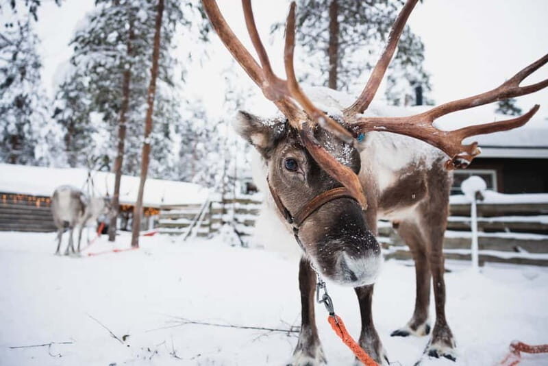 Rovaniemi: Snowmobile Tour and Reindeer Experience - Overall Value: Why This Tour Stands Out