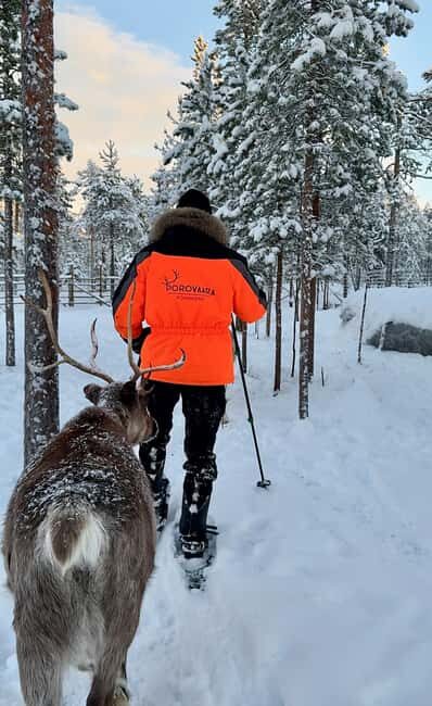 Rovaniemi: Snowshoe trip to meet reindeer - Meeting and Feeding Reindeer at Porovaara