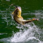 Rovaniemi: Summer Fishing Tour in Arctic Nature & BBQ - Who Should Consider This Tour?