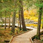 Rovaniemi: Vaattunkiköngäs Trail Arctic Circle Forest Hike - Key Points