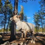 Rovaniemi: Visit Authentic Family-owned Reindeer Farm - Who Would Love This Experience?